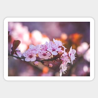 Blossom Sticker